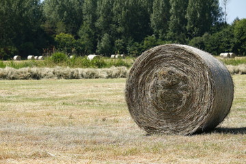 gros rouleaux de foin au milieu des champs occupés de secher © Nono&Jessi