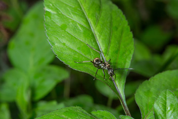 black ant on green leaf, wild insect