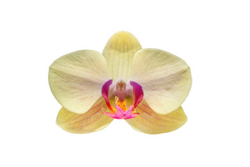 Fototapeta na wymiar isolated petal of yellow orchid on white background