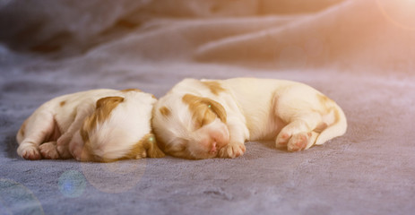 Fototapeta na wymiar soft focus on cute cocker spaniel puppies sleeping on the slot mattress with lens flare
