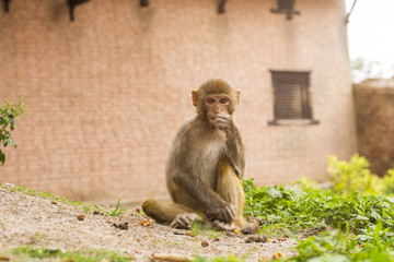 portrait of wild monkey sitting on the floor and looking on the camera with lens flare and copy space
