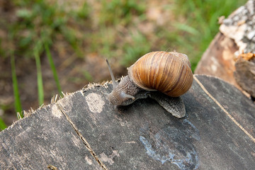 Close up view of Burgundy snail (Helix, Roman snail, edible snail, escargot) crawling on the trunk of old pine tree and green grass on background. .