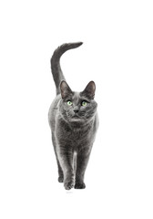 Beautiful gray cat of breed Russian blue goes straight and looks into the camera. Background is isolated.