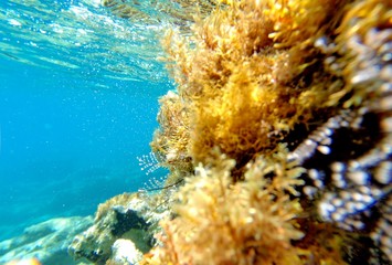 Abstract underwater scene of sea, Turkey.