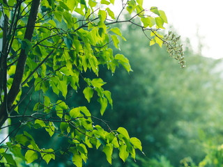 Nature background with green branches at sunset golden hour