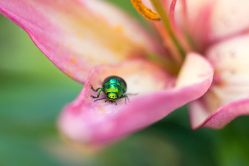Colored beetle (Linaeidea aenea) resting on a flower