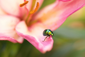 Colored beetle (Linaeidea aenea) resting on a flower