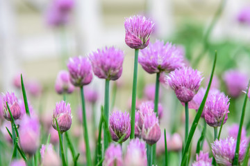 Closeup of chive blooms in the herb garden