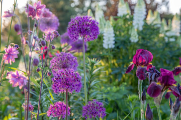 Obraz premium Romantic flowerbed in purple tones.Beautiful colorful flowers - iris, onion decorative, aquilegia, lupins.