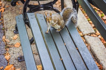 squirrel sits on the wooden bench