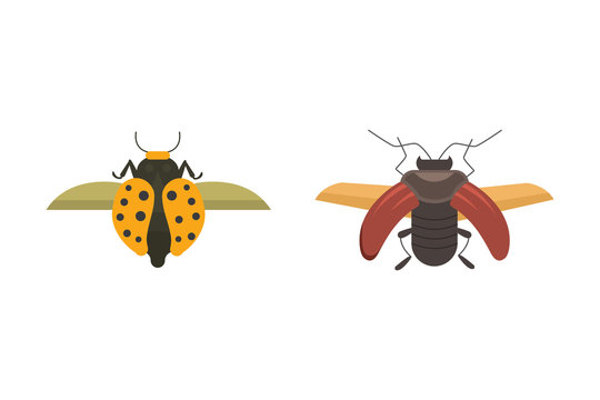insects flat style vector design icons. Collection nature beetle and zoology cartoon illustration. Bug icon wildlife concept.