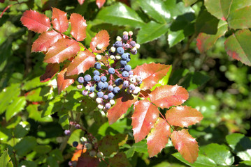 Illexfr&uuml;chte in Bad Honnef, Naturpark Siebengebirge