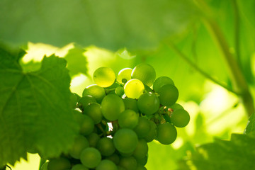 The fresh bunch of grapes in sunlight