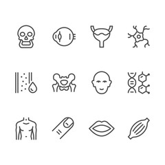 Set line icons of human organs