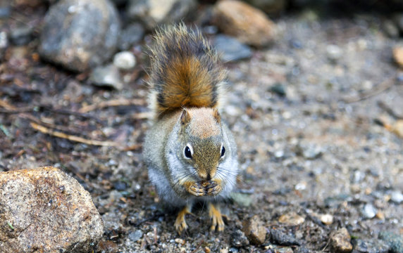 North American red squirrel