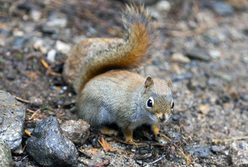 North American red squirrel