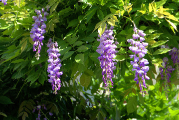 Goldregen in Bad Honnef, Naturpark Siebengebirge