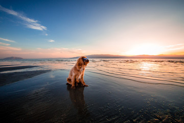 Hund mit Sonnenbrille am Strand