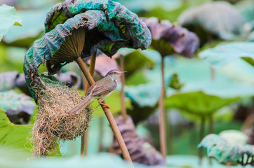 Bird's nest on Lotus leaf,birde,Bird's nest  ,Lotus leaf ,green, nature,