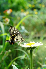 꽃에서 휴식중인 산 호랑나비 (Papilio machaon )
