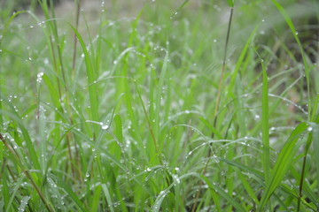 Grass Drops