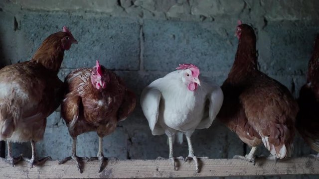 Brown chickens and white cock on the farm. 4K