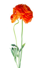 Obraz premium Orange ranunculus fresh flower with bud isolated on white background