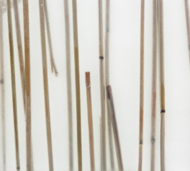 Dried bamboo branches on a white background