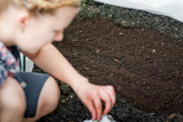 The housewife puts vegetables and flowers in the greenhouse. Seeding of seedlings and seeds in the ground in the spring