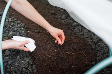 The housewife puts vegetables and flowers in the greenhouse. Seeding of seedlings and seeds in the ground in the spring