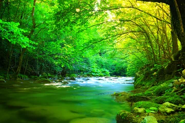 Zelfklevend Fotobehang Rivier Snelle bergrivier die tussen bemoste stenen en keien in groen bos stroomt. Karpaten,