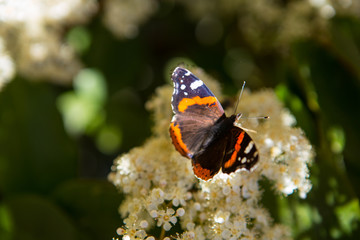 Fototapeta na wymiar Butterfly Landes