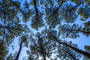 Pine Perspective