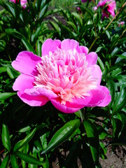 russia summer peony