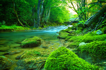 Fast mountain river flowing among mossy stones and boulders in green forest. Carpathians,