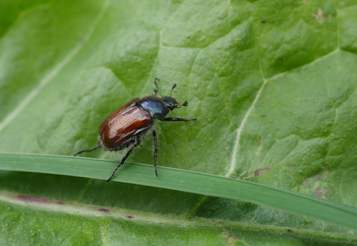 insect phyllopertha horticola