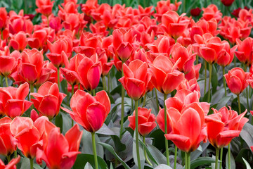 Many red tulips on a Sunny day. Festive floral background.