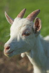 portrait of a white goatling standing on summer pasture
