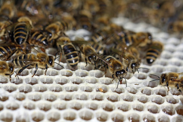 Honigwabe mit Bienen
