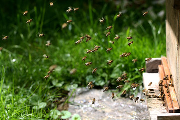 Fleißige Bienen