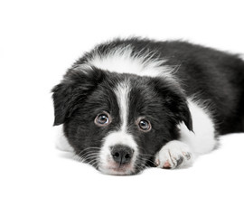 Portrait of a small black and white Border Collie breed puppy. He lies and looks sadly into the camera. Background is isolated.