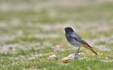 Black redstart, Phoenicurus ochruros