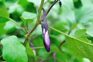 eggplants in growth at vegetable garden