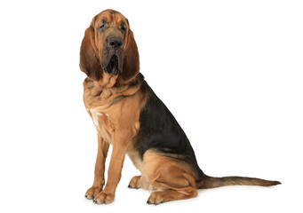 Purebred Bloodhound dog - obrazy, fototapety, plakaty