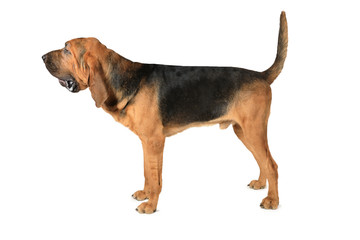 Bloodhound dog over white background - obrazy, fototapety, plakaty