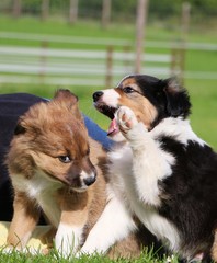 spielende border collie welpen