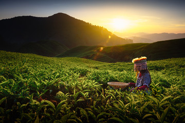 Sunrise over Sungai Palas tea plantation in Cameron Highlands with child girl tribal , Pahang,...
