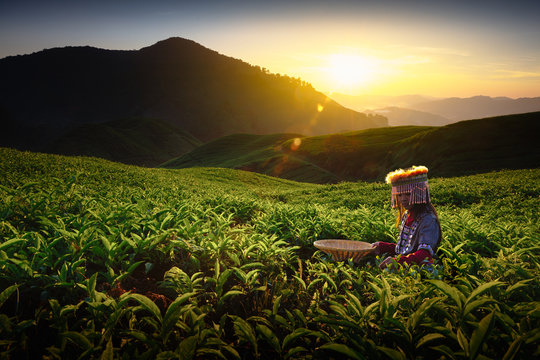 Sunrise over Sungai Palas tea plantation in Cameron Highlands with child girl tribal , Pahang, Malaysia