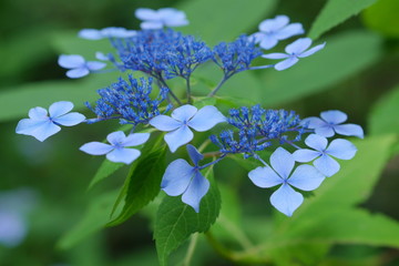 紫陽花