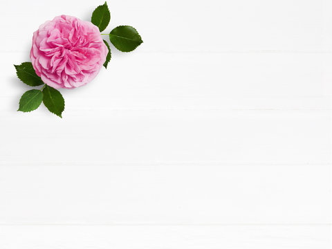 Styled stock photo. Feminine wedding desktop mockup with pink English rose flower and empty space. Floral composition on old white wooden background. Top view. Flat lay picture.